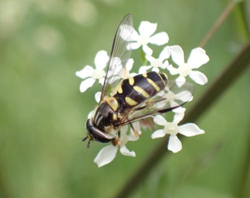 Réf. 295 363 : Dasysyrphus albostriatus